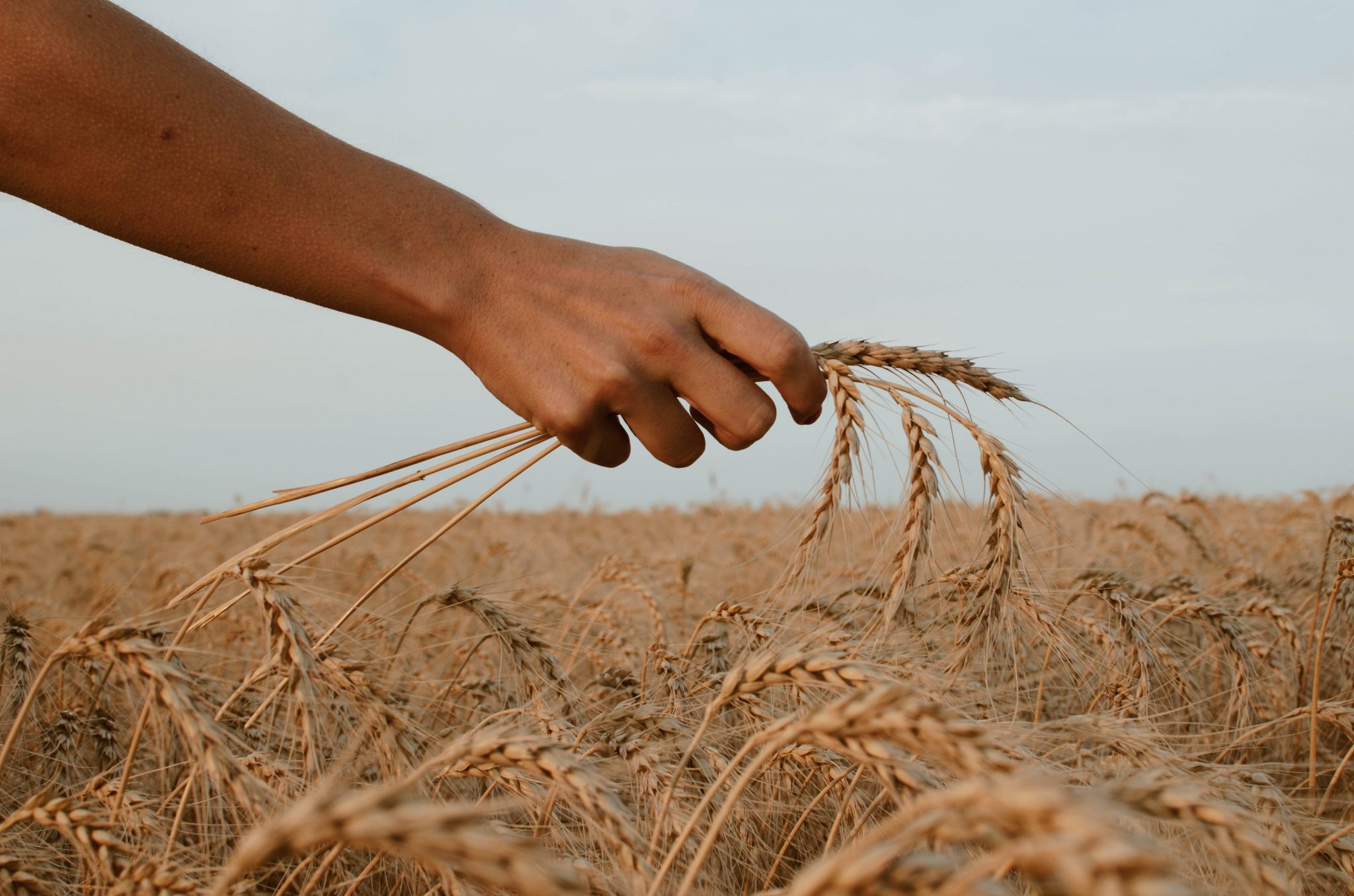 Find Real-Time Wheat Prices With This API  