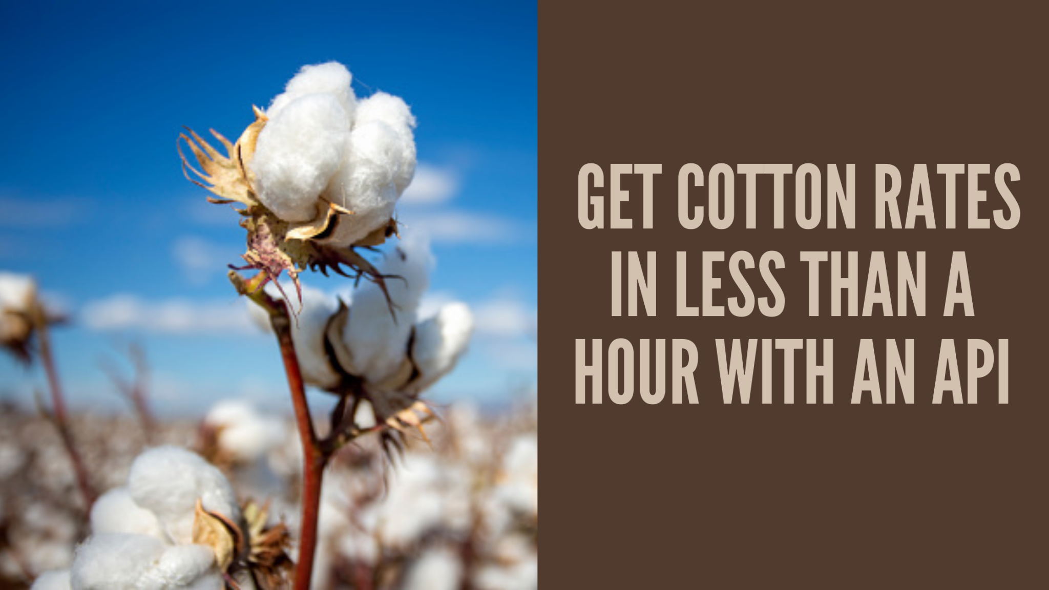 How To Get Cotton Rates In Less Than A Hour With An API  