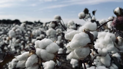 How To Get Cotton Rates In Less Than A Hour With An API  