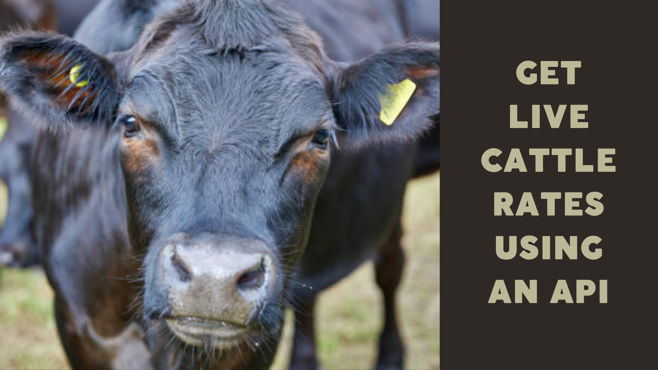 Get Live Cattle Rates Using An API  